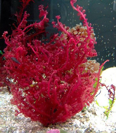 Red Grape Kelp