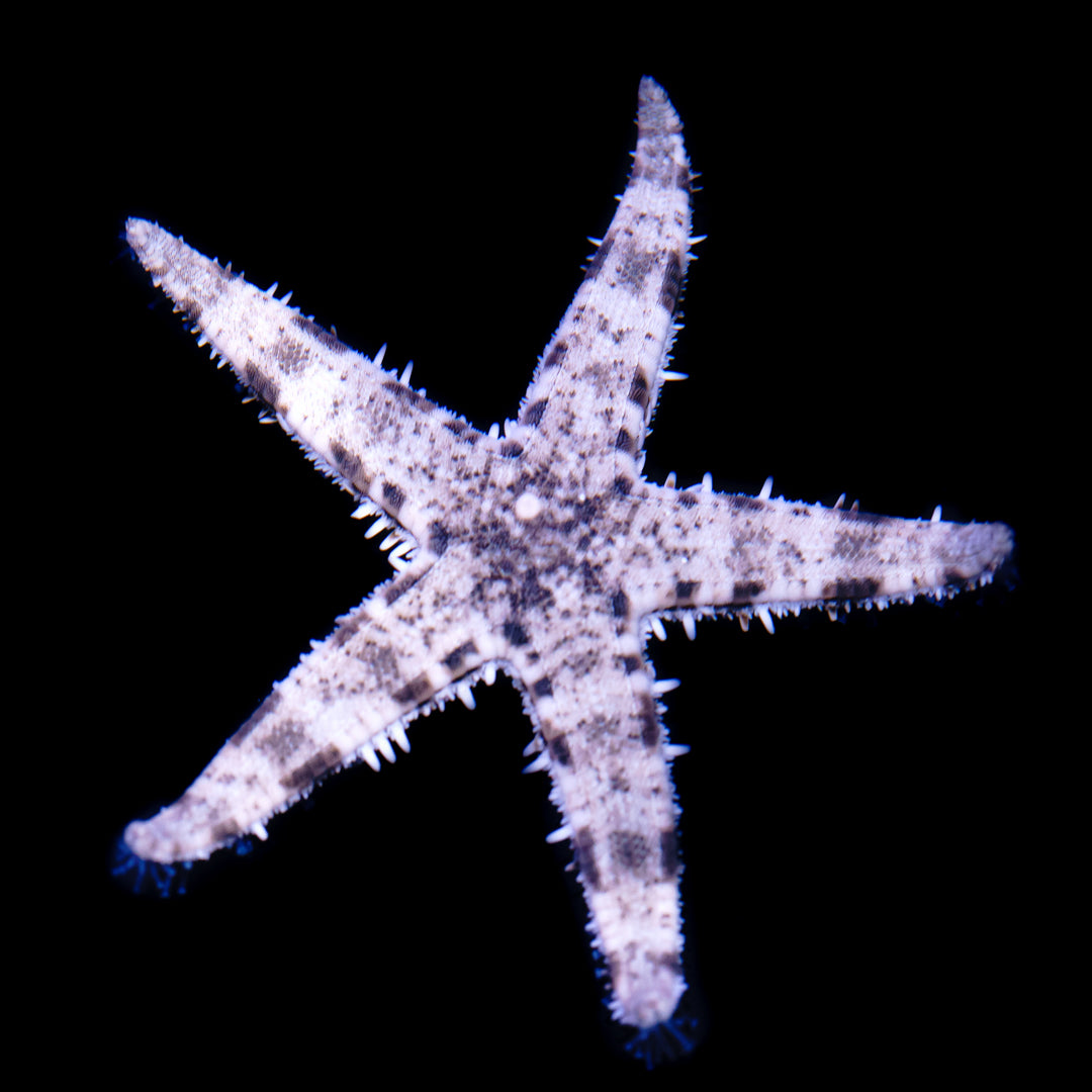 Sand Sifting Starfish - Daylight Photo