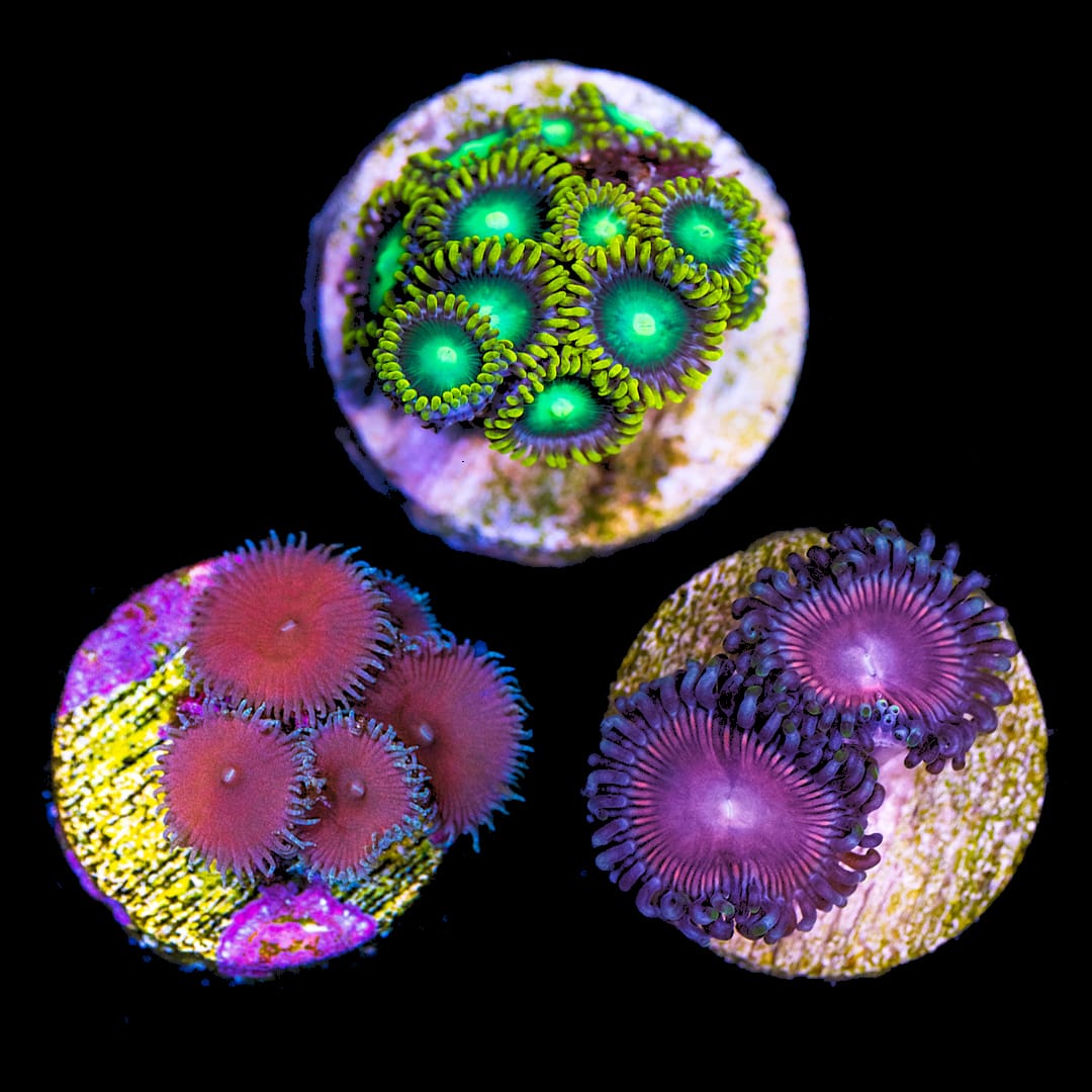 Steal and Deal Zoa Pack
