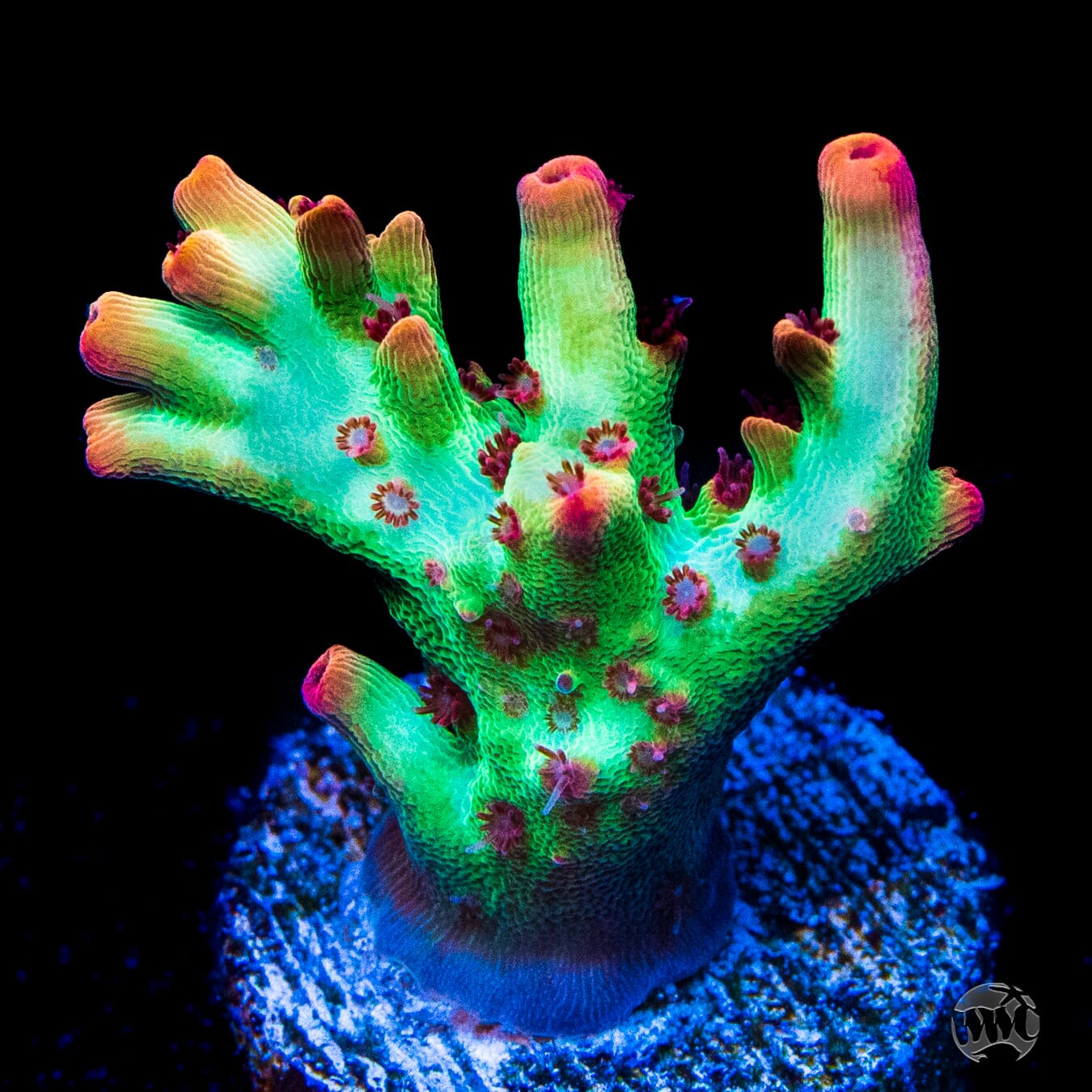 Strawberry Shortcake Acropora