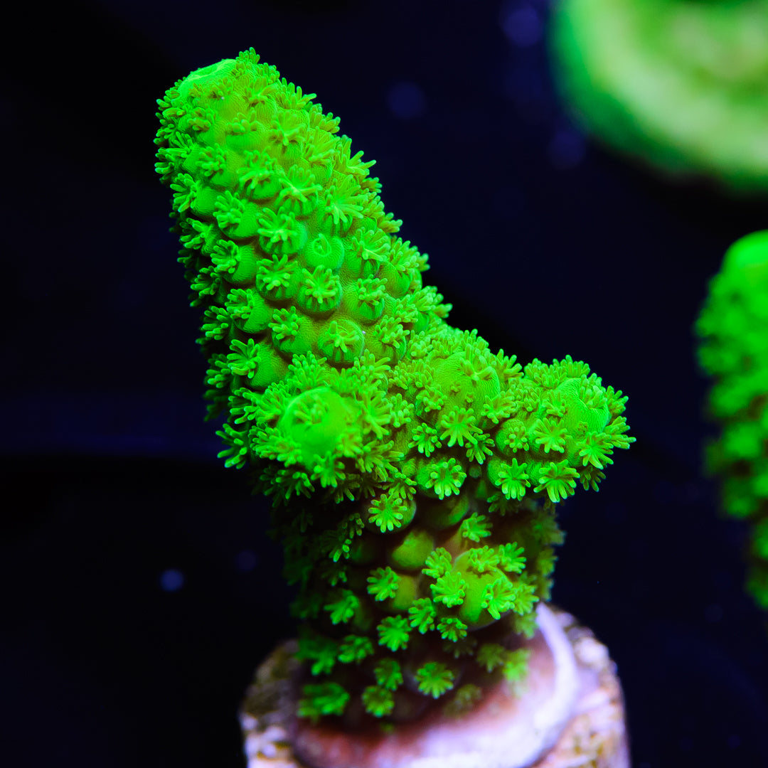 WWC Nuclear Fission Acropora - Daylight Photo