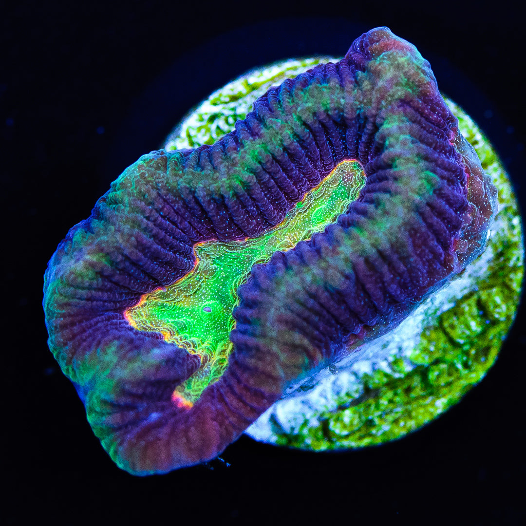 Emerald Pools Platygyra Coral