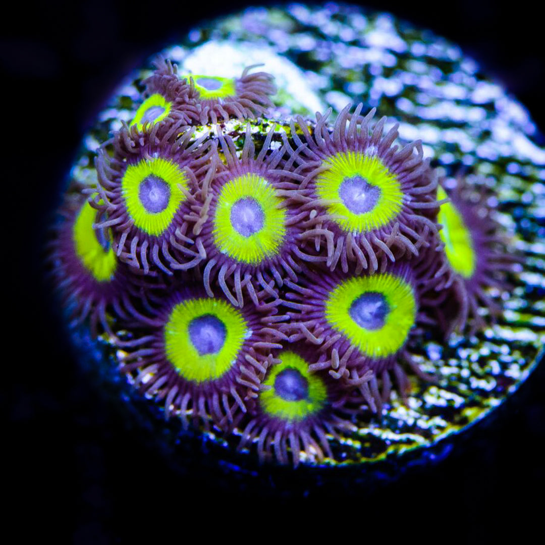 Nuclear Halos Zoanthids - Daylight Photo