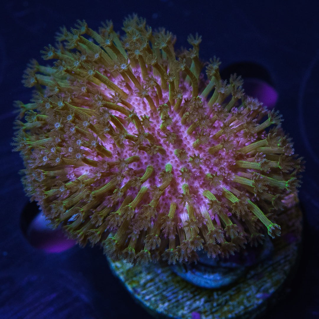 WWC Green Polyp Toadstool Leather - Daylight Photo