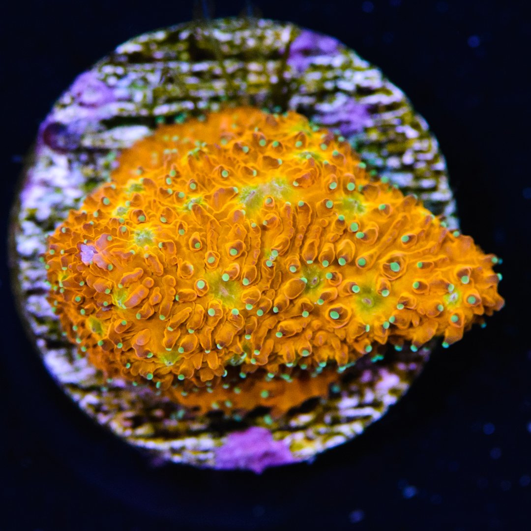 WWC C3PO Lithophyllon Coral