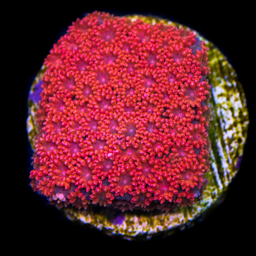 WWC Crimson Micro Goniopora - Daylight Photo
