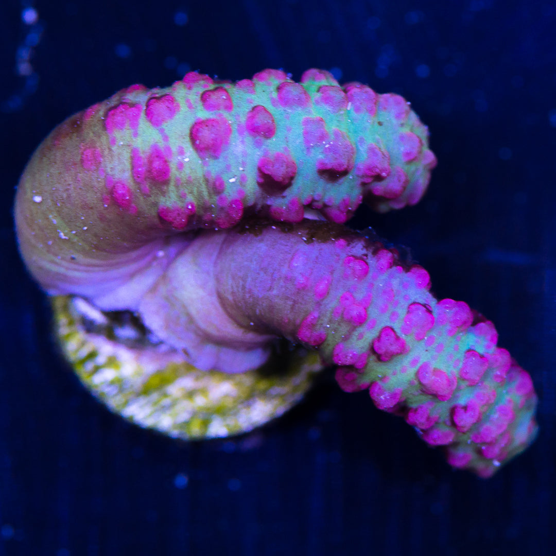 Pink Snake Polyps - Daylight Photo
