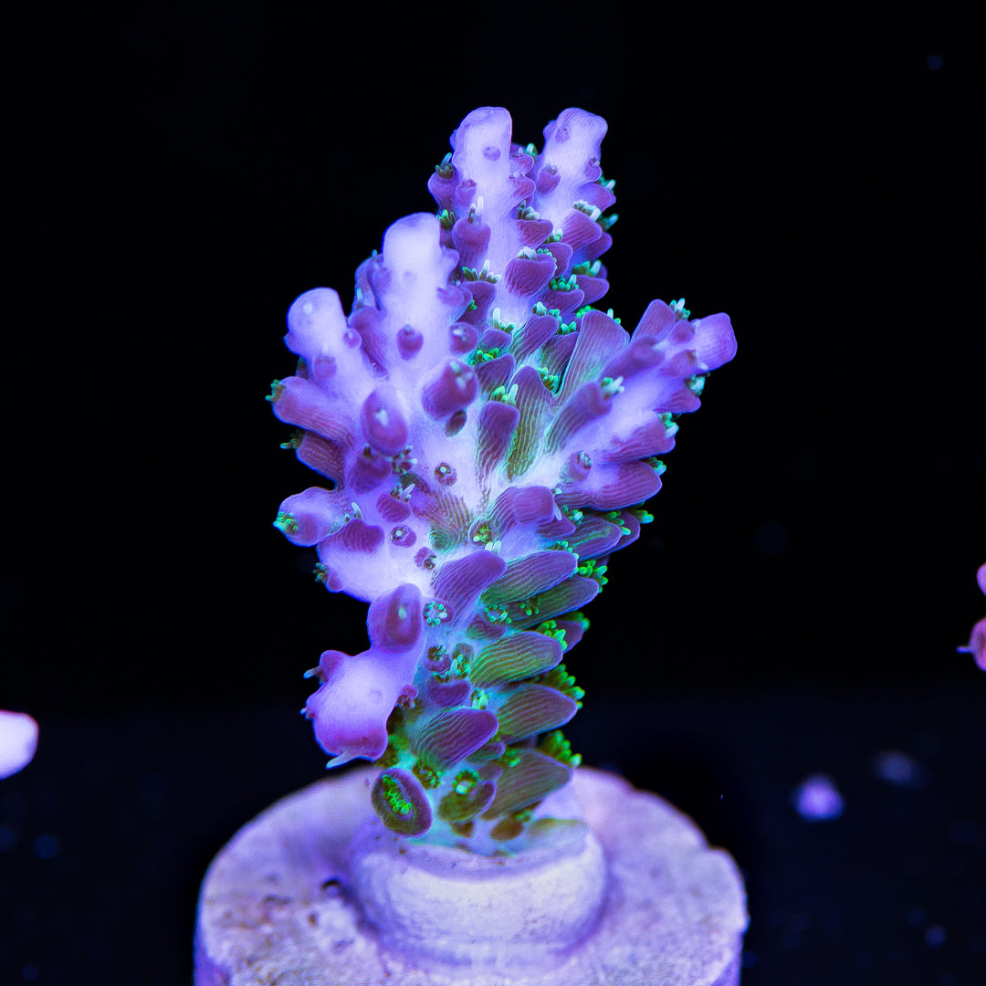 ORA Pearlberry Acropora - Daylight Photo