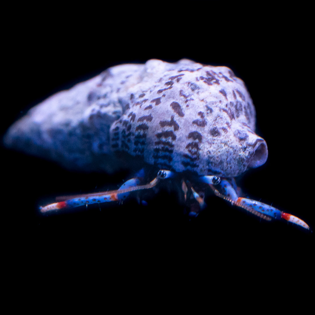 Blue Leg Hemit Crab - Daylight Photo