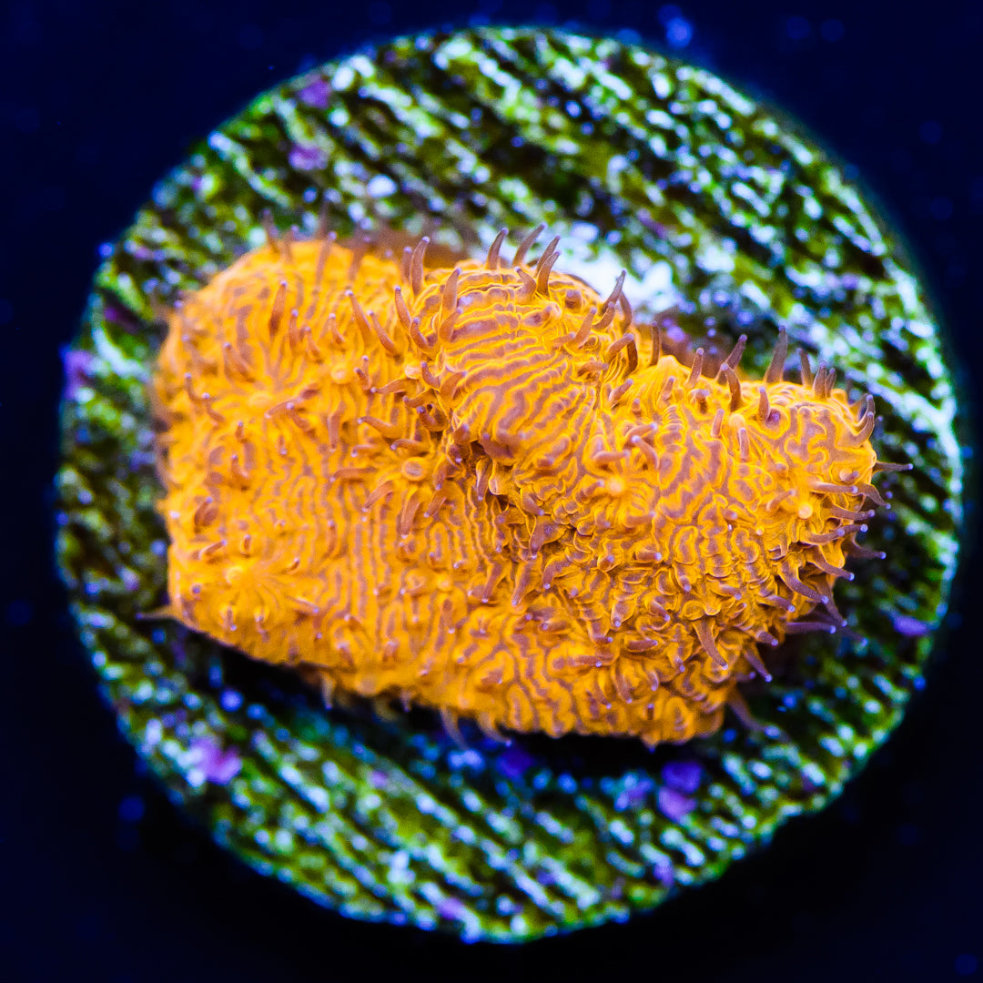 WWC 24k Lithophyllon - Daylight Photo