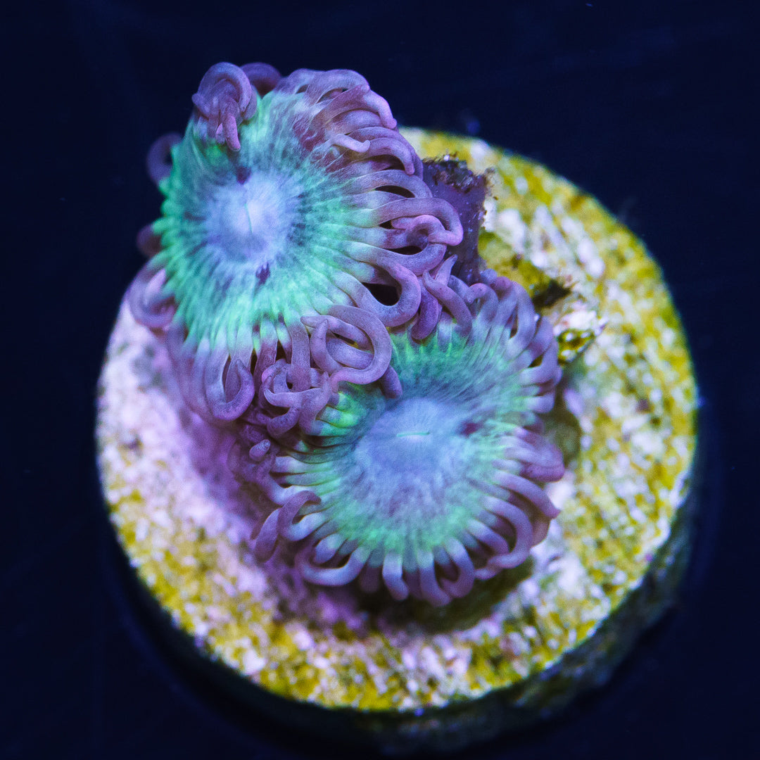 WWC Arctic Blast Zoanthids - Daylight Photo