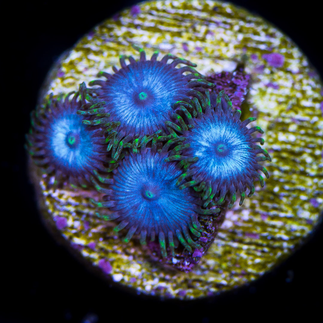 WWC Sapphire Blues Zoanthids - Daylight Photo