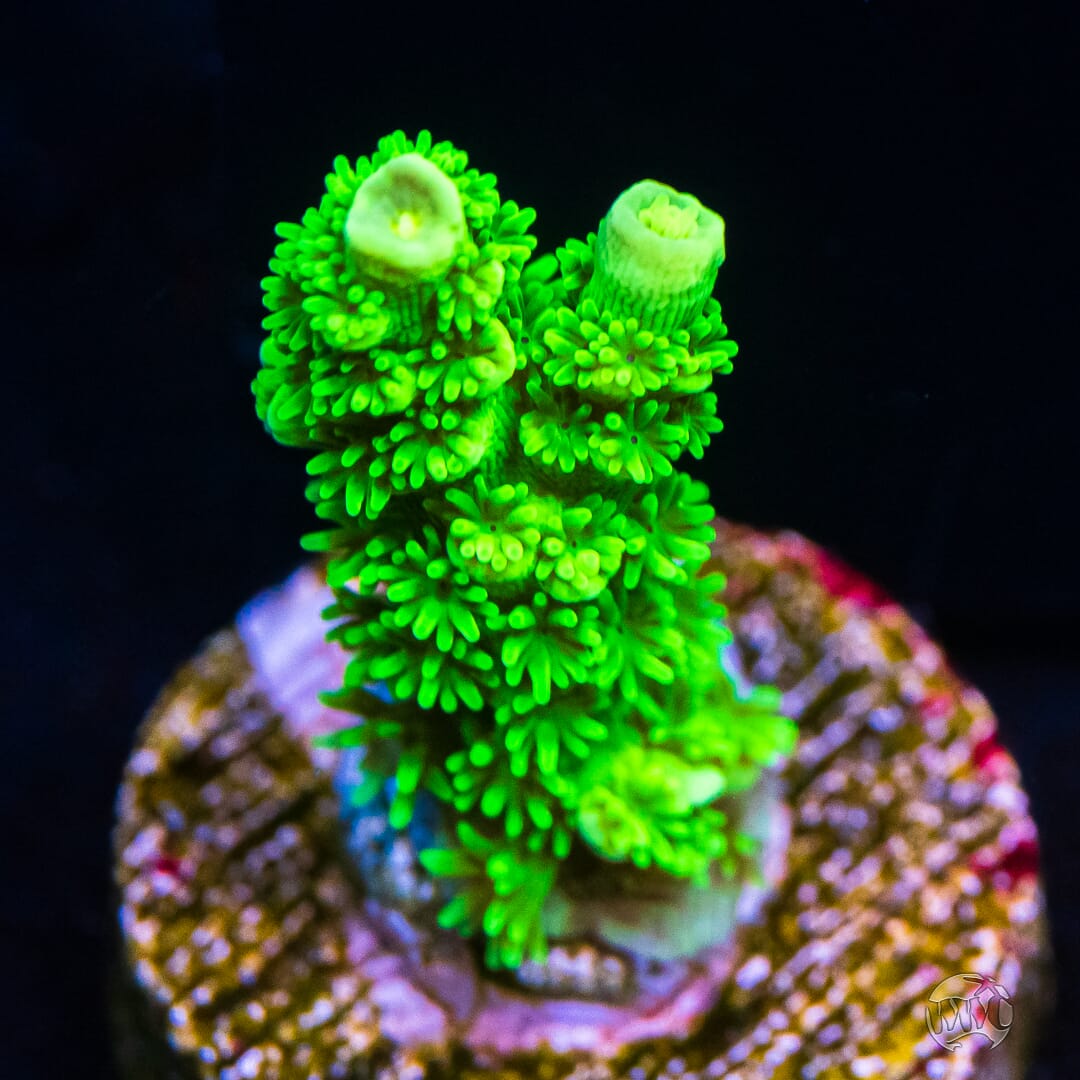 WWC Aussie Toxic Slimer Acropora