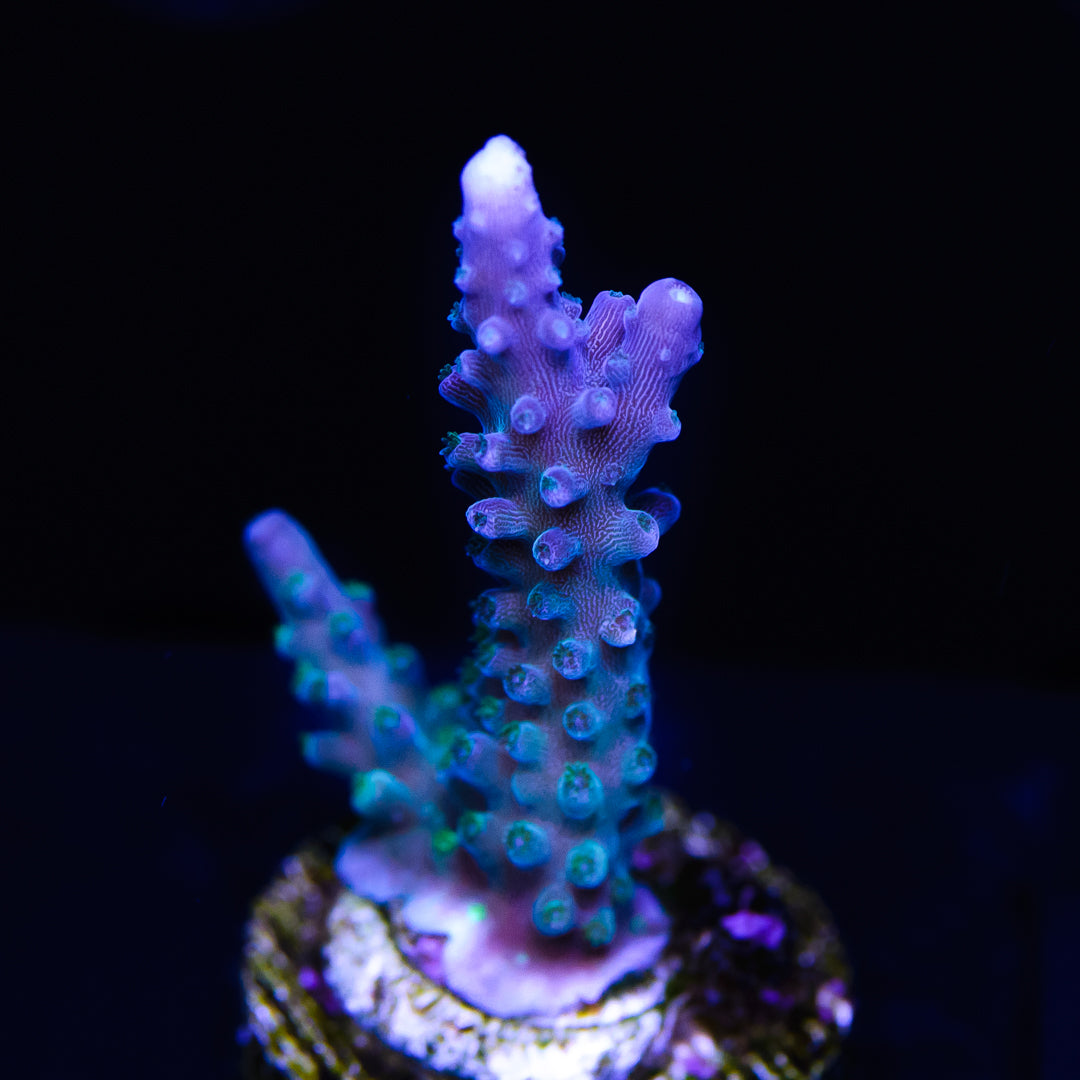 WWC Blue Lightning Stag Acropora - Daylight Photo