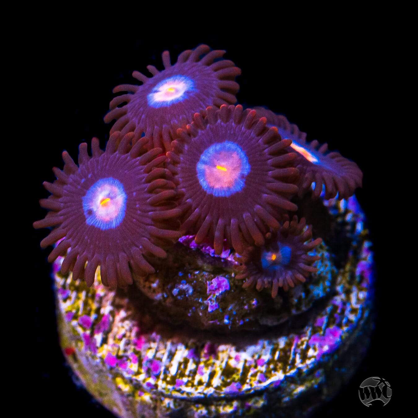 WWC Blue Steel Zoanthids