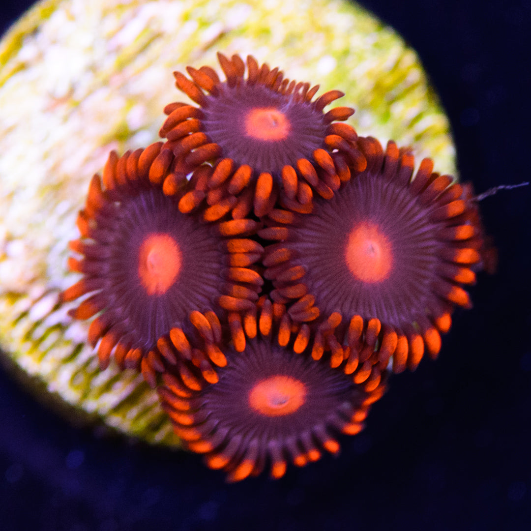 WWC Clementine Zoanthids - Daylight Photo