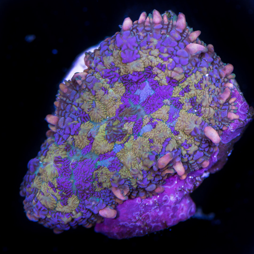 WWC Davinci Mushroom - Daylight Photo