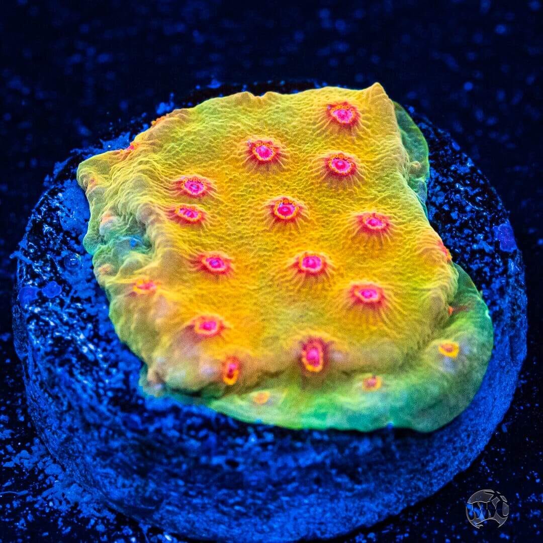 WWC Defcon Cyphastrea Coral