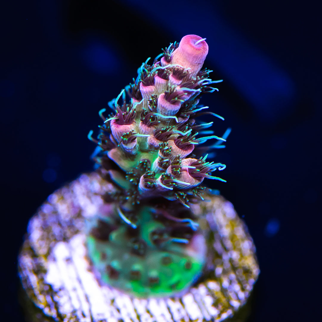 WWC Ding Dang Millepora - Daylight Photo