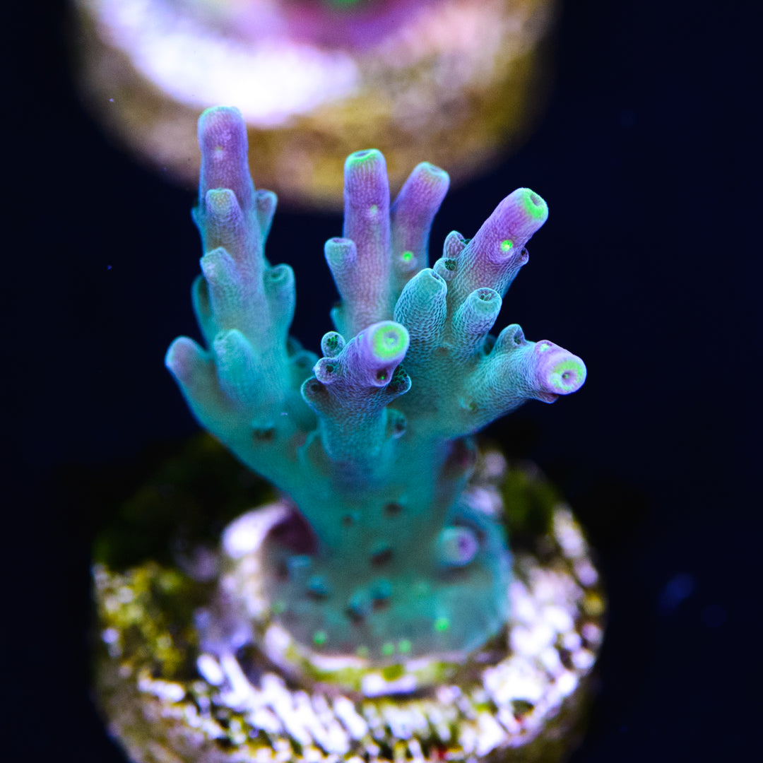 WWC Galaxy Acropora - Daylight Photo
