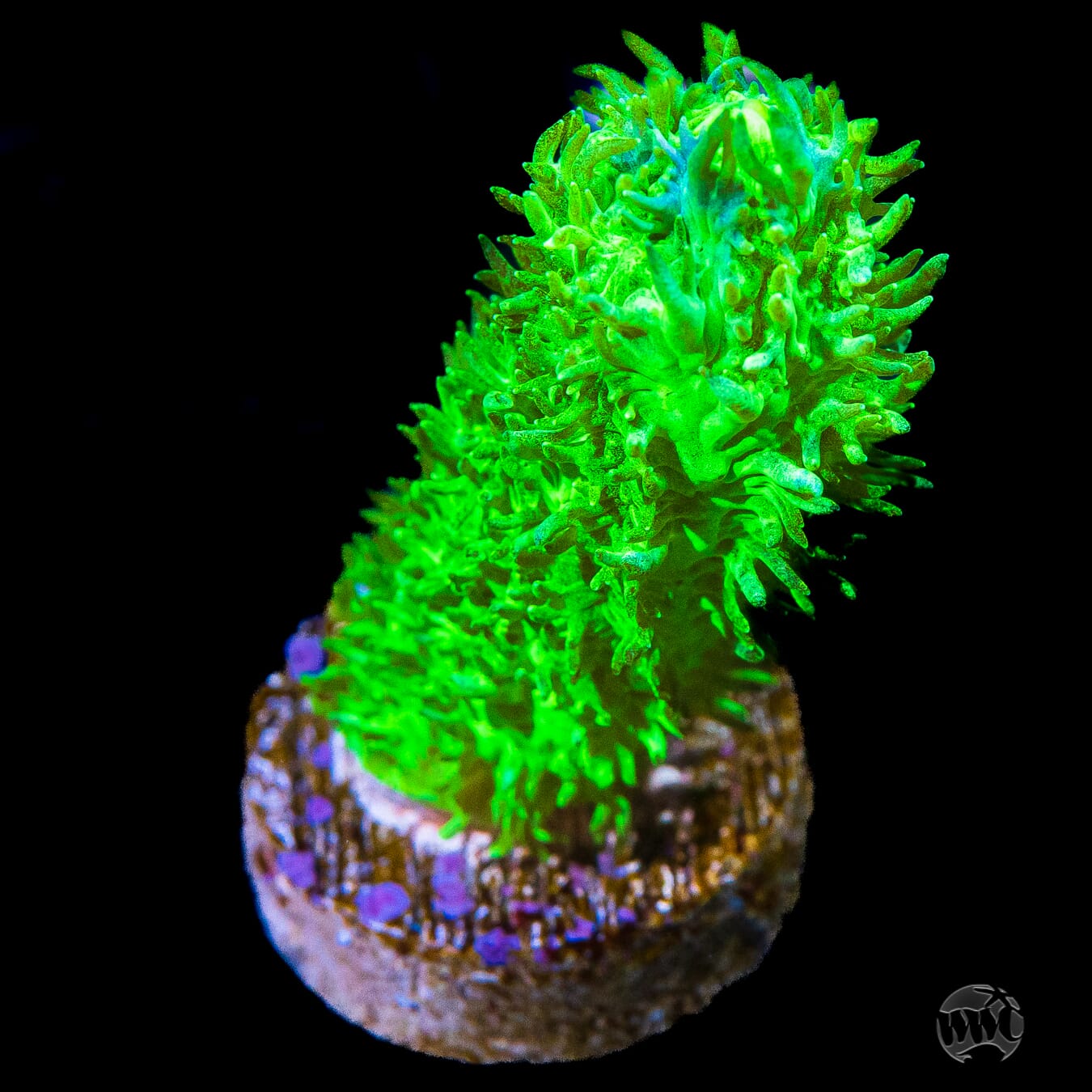 WWC Glowstick Hydnophora Coral