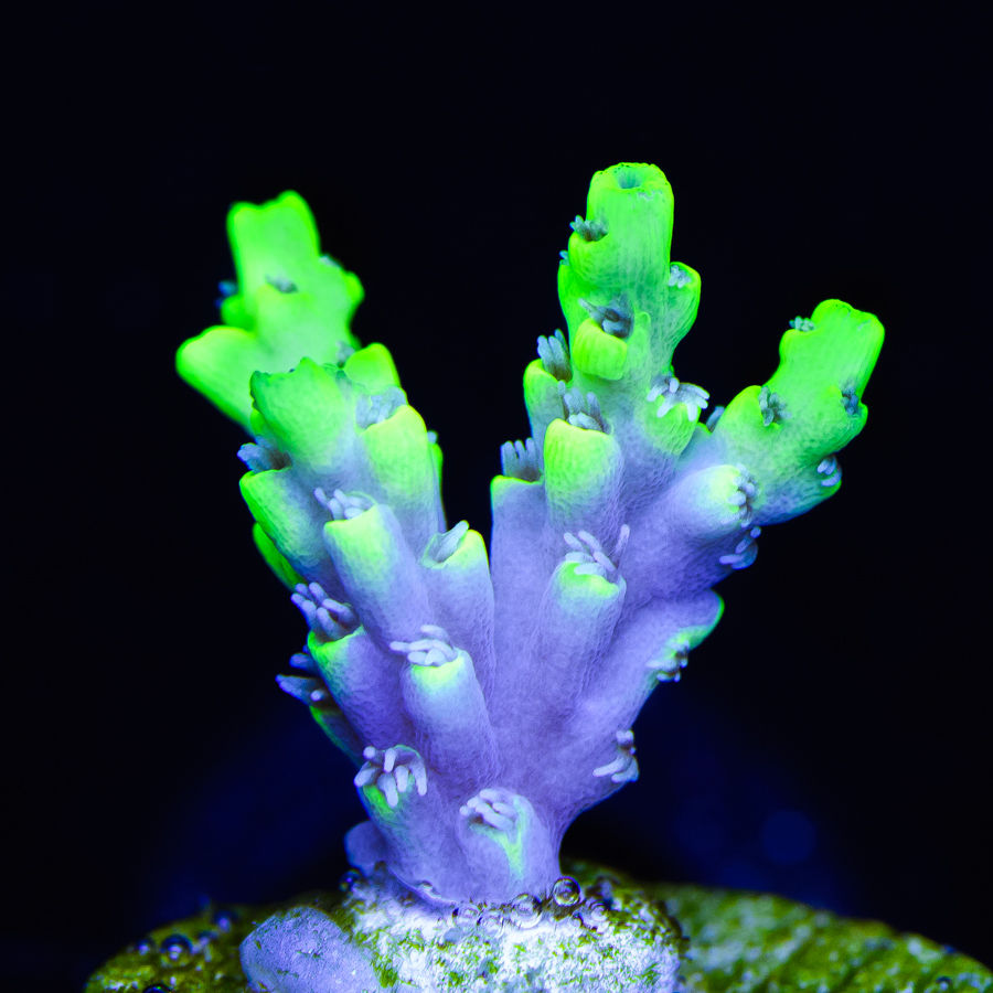 WWC Hi-Liter Acropora - Daylight Photo