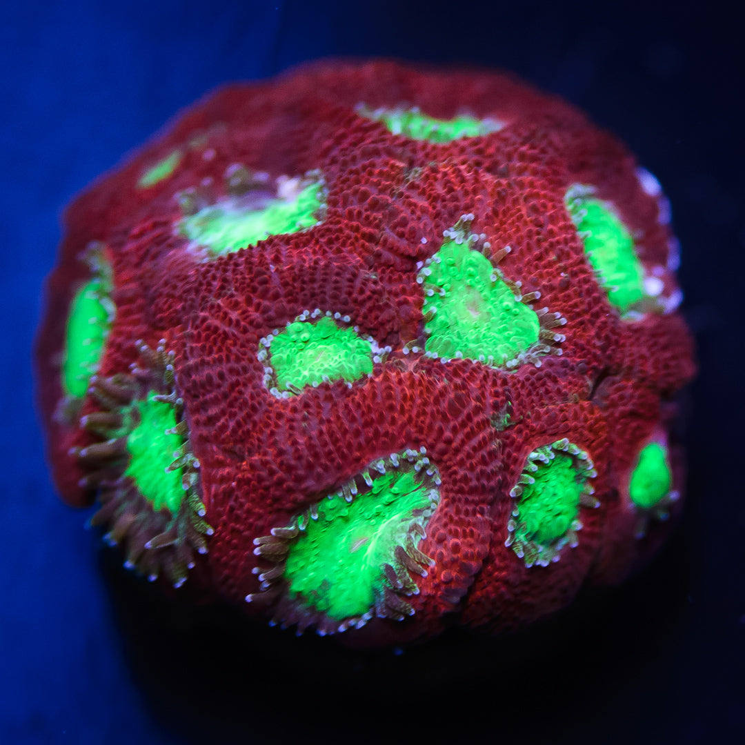 WWC Holiday Micromussa - Daylight Photo