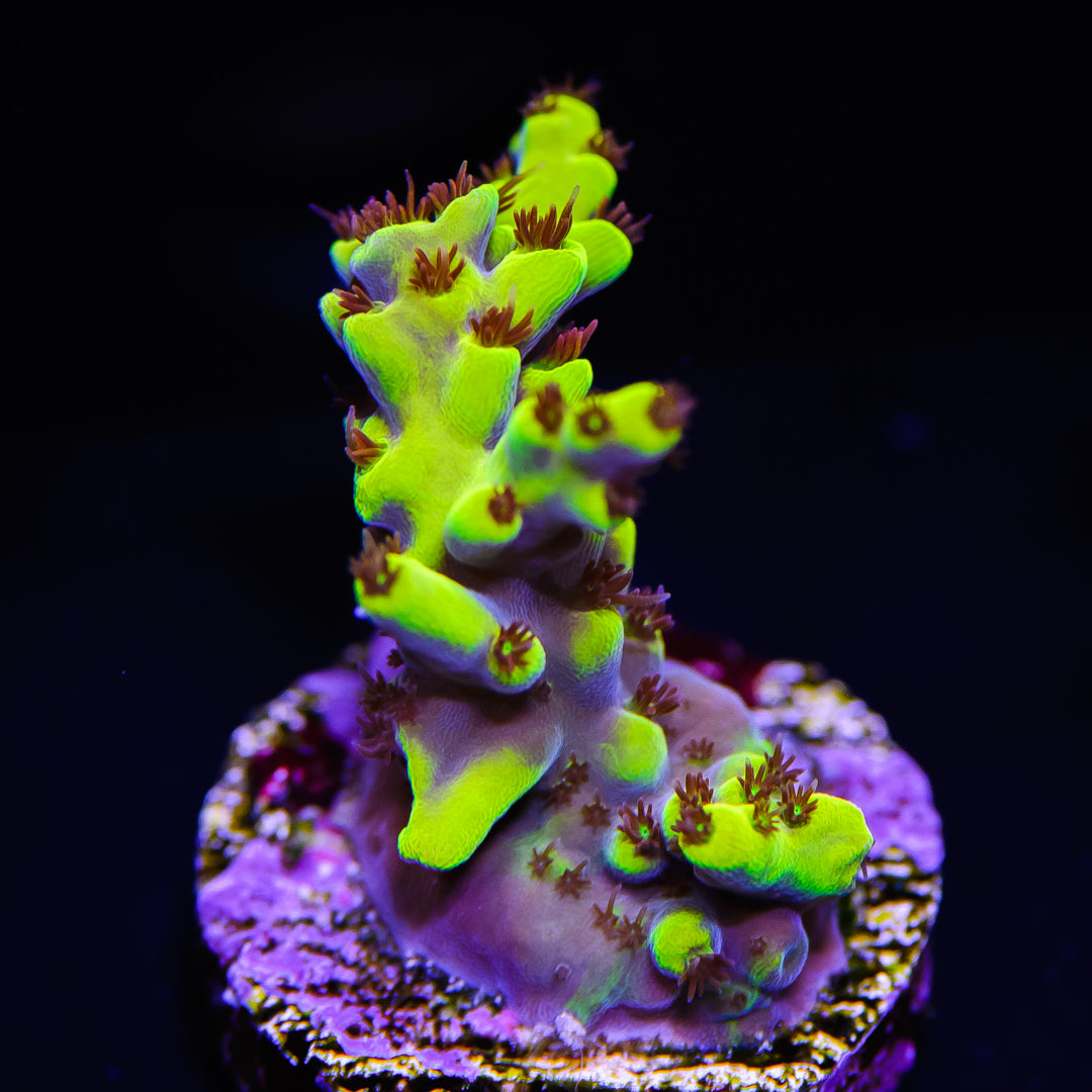WWC Hulkster Acropora - Daylight Photo