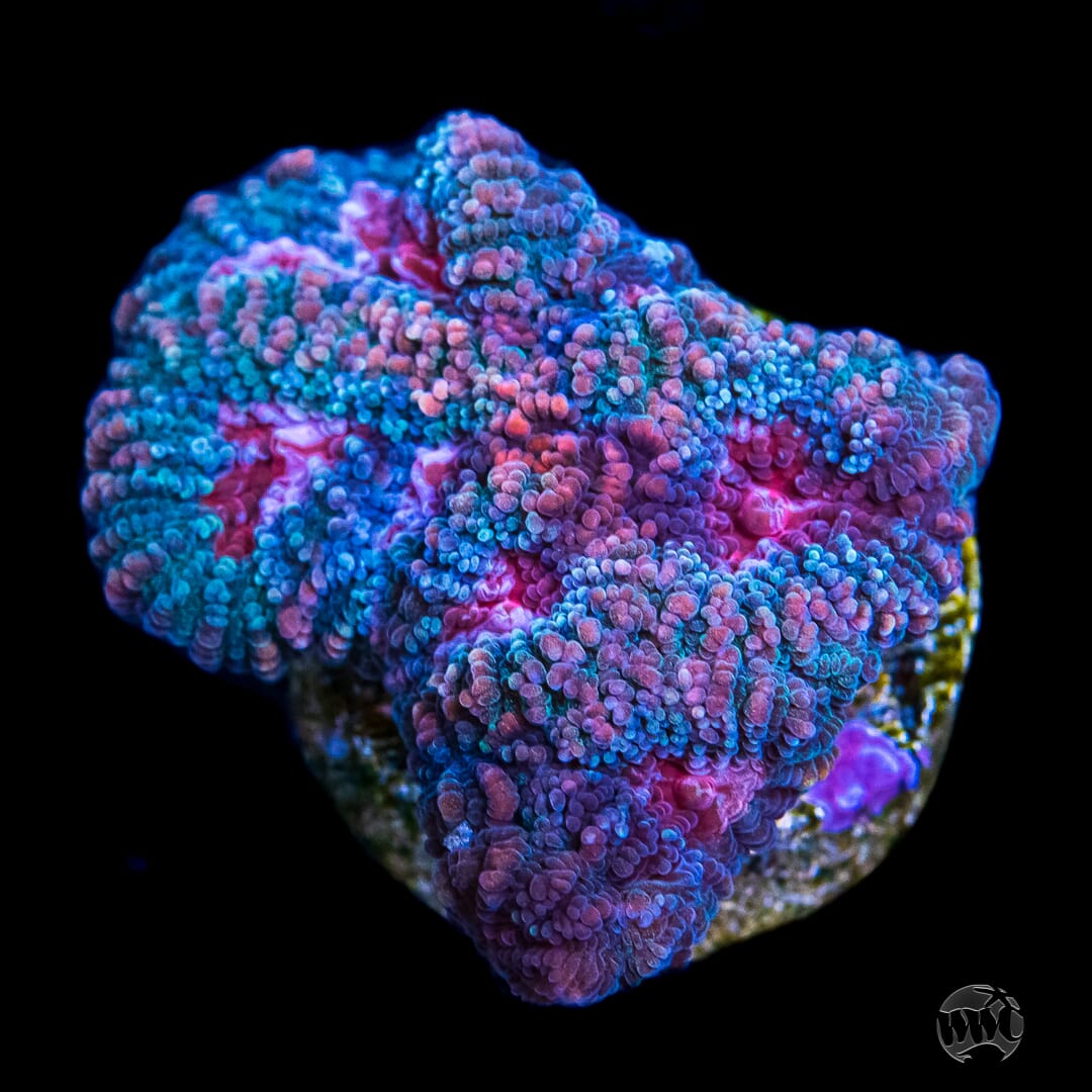 WWC Ice Reaper Favia - Daylight Photo