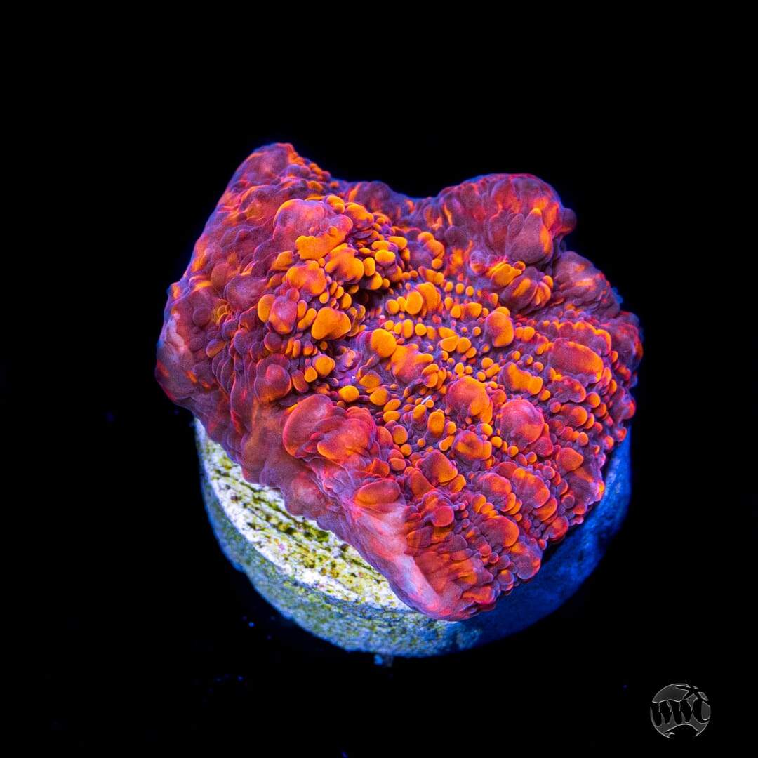 WWC Inferno Chalice Coral