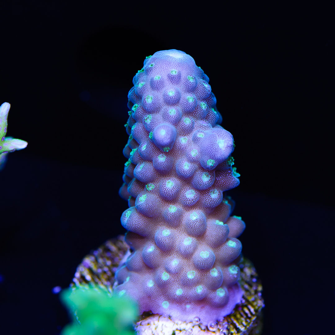 WWC Killer Frost Acropora - Daylight Photo