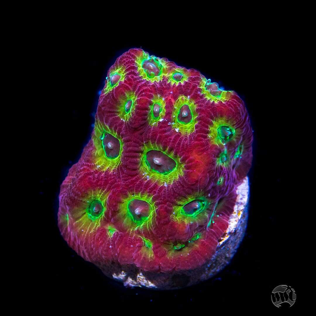 WWC Lemon-Lime Favites Coral