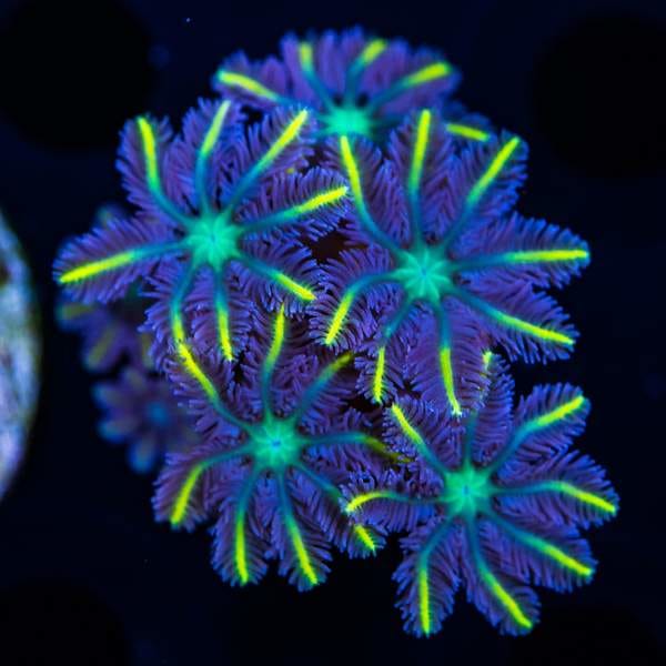 WWC Lemon Tip Clove Polyp Coral