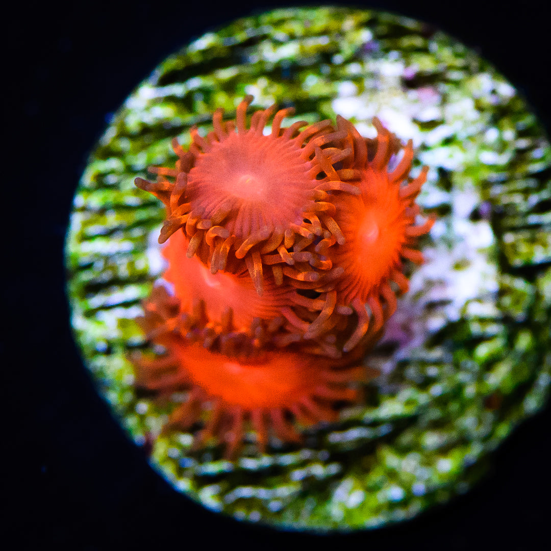 WWC Mini Reds Zoanthids - Daylight Photo