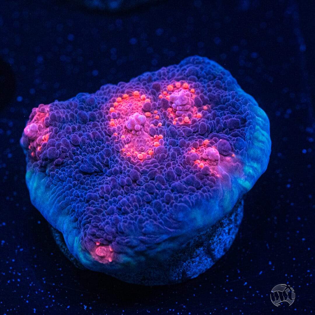 WWC Nightmare Chalice - Actinic Photo