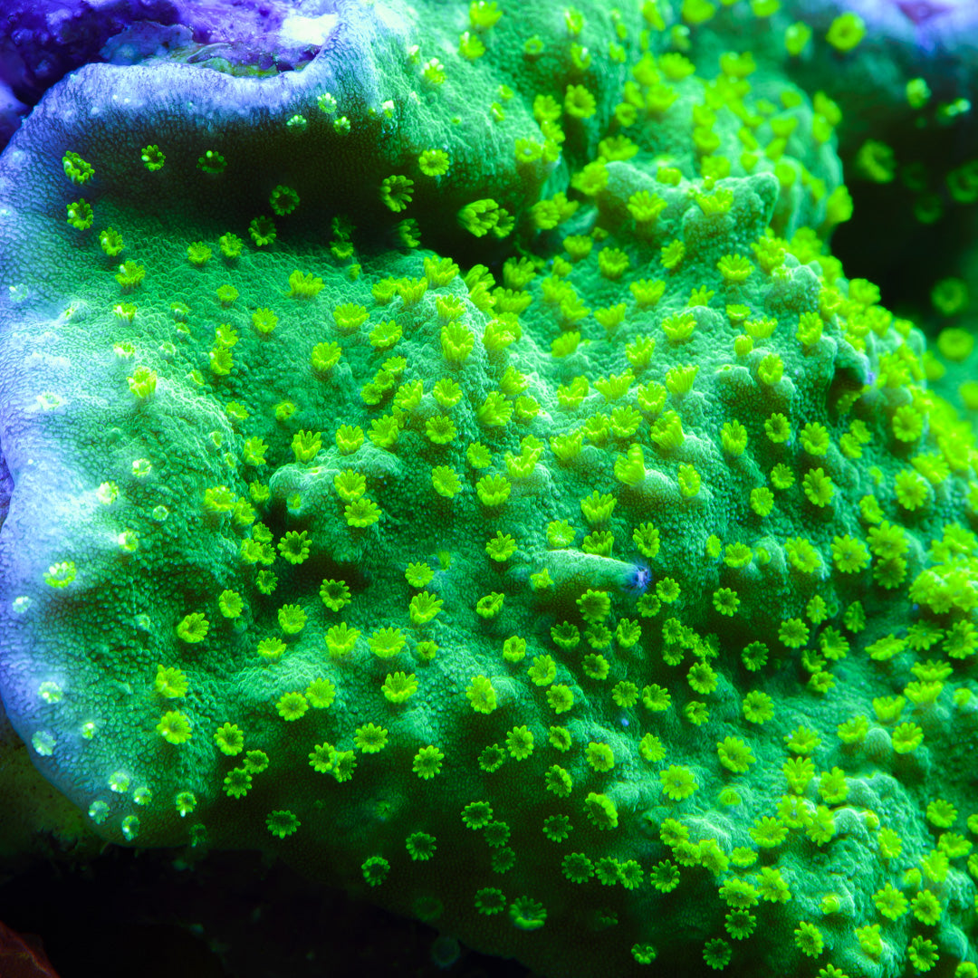 WWC Northern Lights Montipora - Daylight Photo