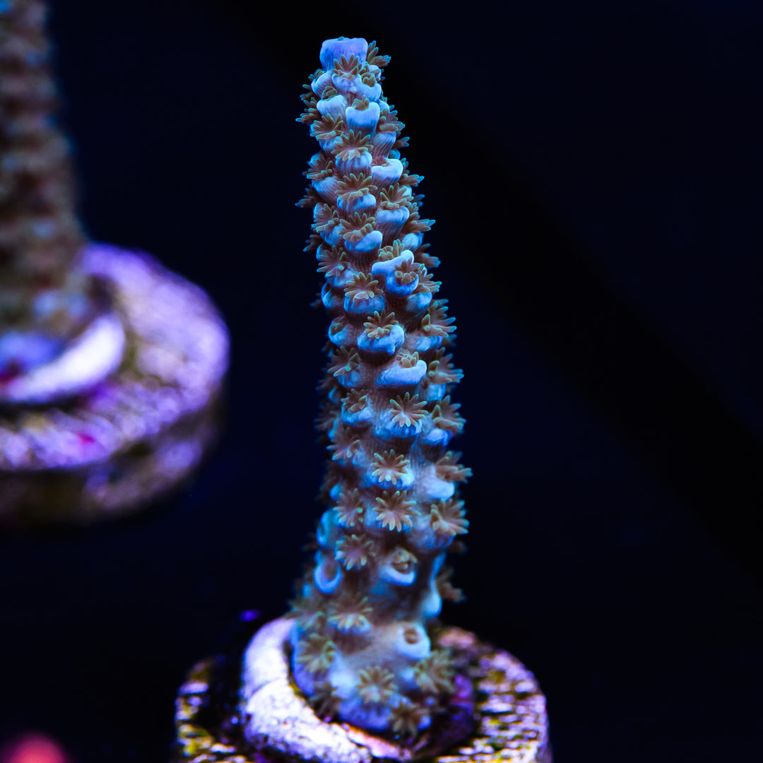 WWC Oceans Deep Acropora - Daylight Photo