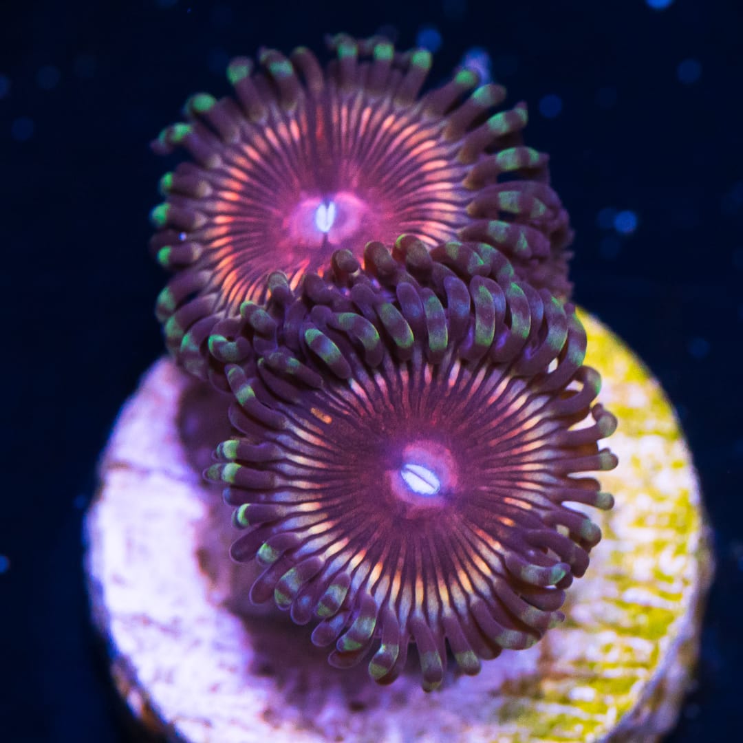 WWC Peachy Kings Zoanthids