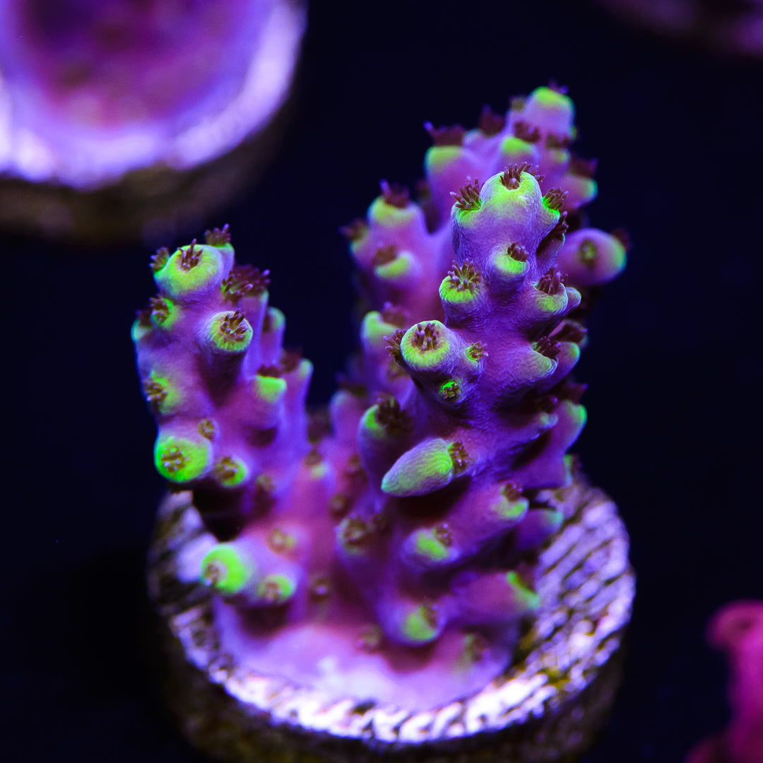 WWC Phantom Acropora - Daylight Photo