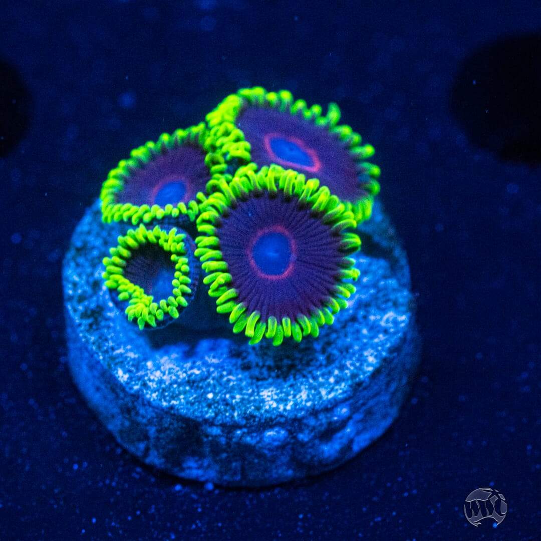 WWC Purple Hearts Zoanthids - Actinic Photo