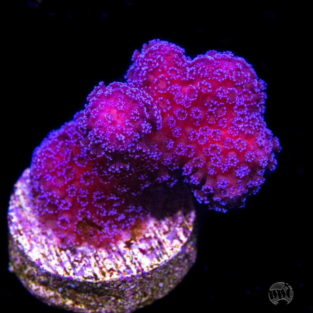 WWC Purple Stylophora Coral