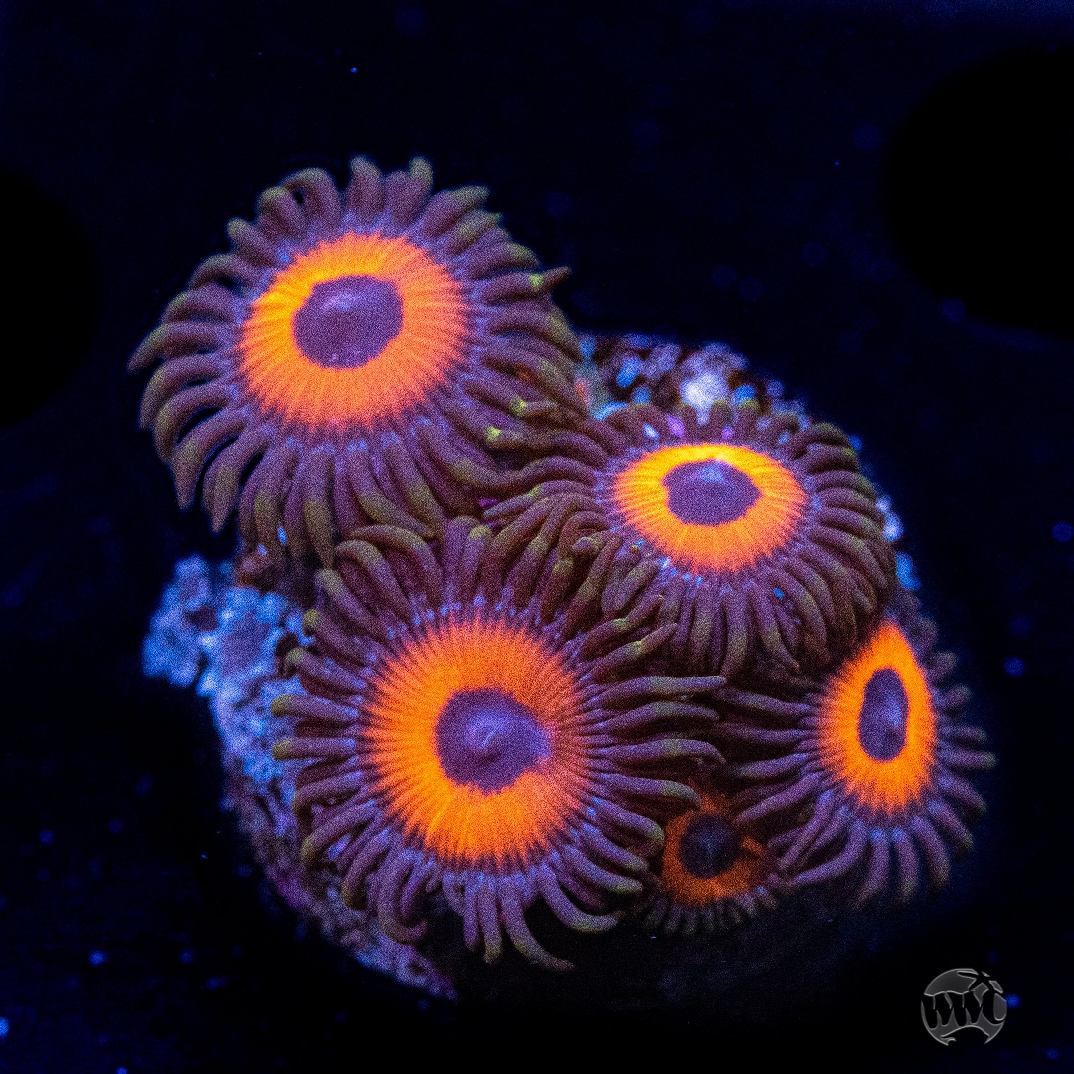 WWC Red Bull Zoanthids