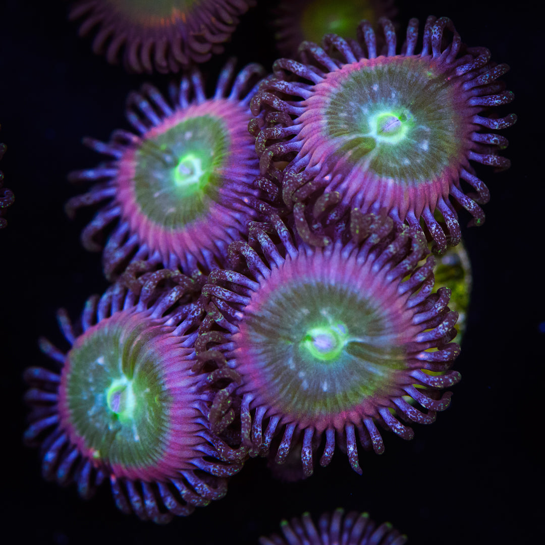 WWC Serenity Zoanthids - Daylight Photo