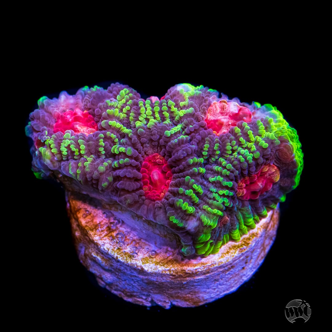 WWC Soul Reaper Favia Coral