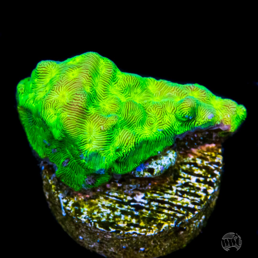 WWC Toxic Waste Leptoseris Coral